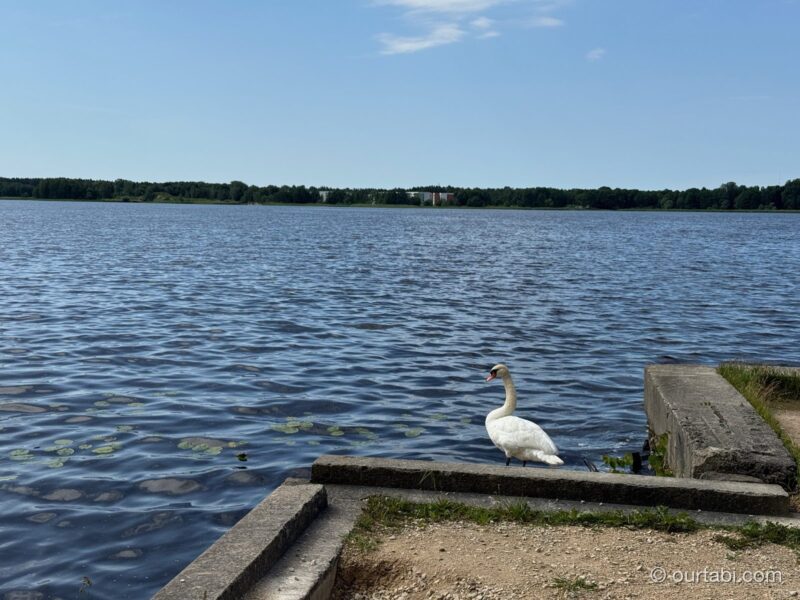 青く広がるユグラ湖と、岸辺の白鳥