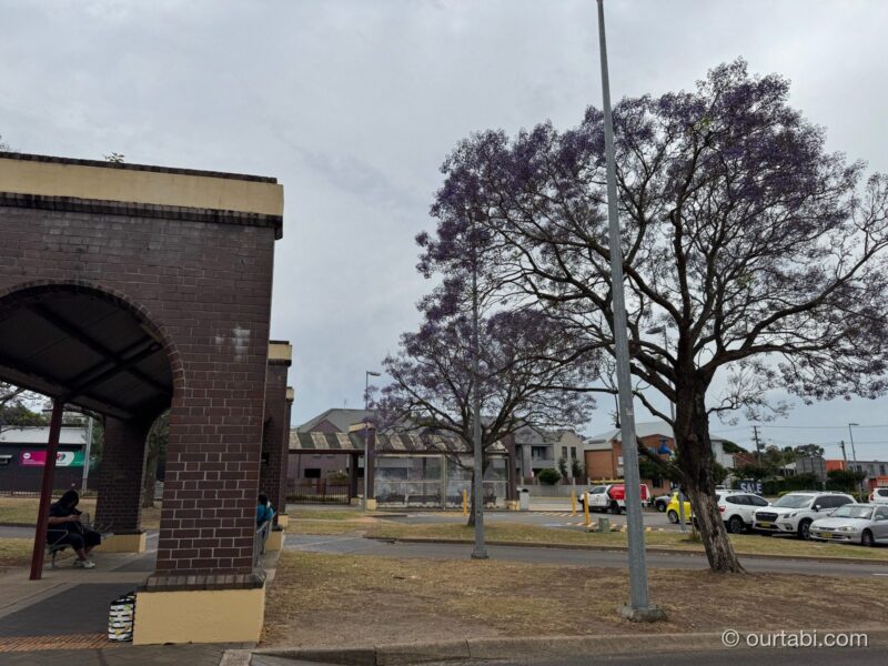 Maitland駅の前の広場に咲く紫のジャカランダの木とレンガ造りの屋根